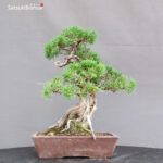 Juniperus Chinensis Itoigawa - immagine 3