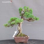 Juniperus Chinensis Itoigawa - immagine 4