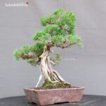 Juniperus Chinensis Itoigawa - immagine 5