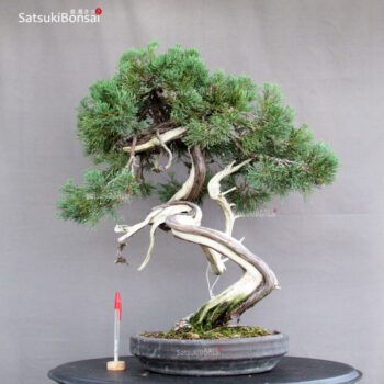 Juniperus Chinensis Hokkaido