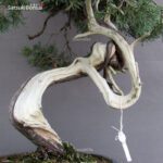 Juniperus Chinensis Hokkaido - immagine 10