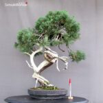 Juniperus Chinensis Hokkaido - immagine 2