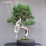 Juniperus Chinensis Hokkaido - immagine 3