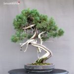 Juniperus Chinensis Hokkaido - immagine 4
