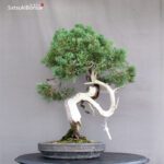 Juniperus Chinensis Hokkaido - immagine 5