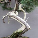 Juniperus Chinensis Hokkaido - immagine 6