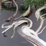 Juniperus Chinensis Hokkaido - immagine 7