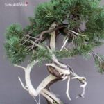 Juniperus Chinensis Hokkaido - immagine 8