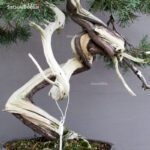 Juniperus Chinensis Hokkaido - immagine 9