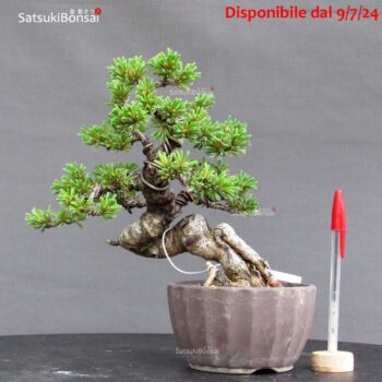 Pinus Pentaphylla var. Azuma VENDUTO