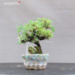 Juniperus Rigida var. Yatsubusa- Tosho - immagine 2