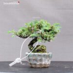 Juniperus Rigida var. Yatsubusa- Tosho - immagine 3