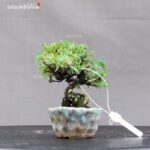 Juniperus Rigida var. Yatsubusa- Tosho - immagine 4