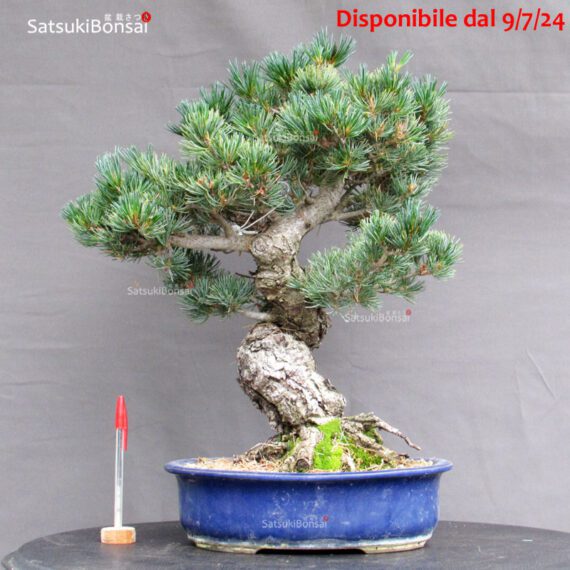 Pinus Pentaphylla Parviflora - Goyomatsu