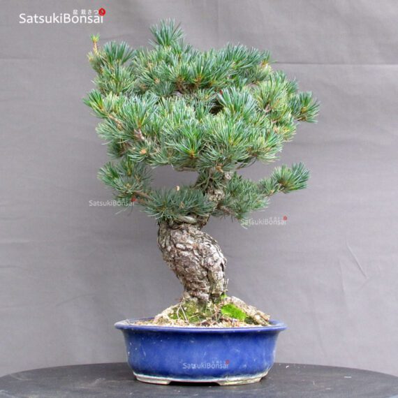 Pinus Pentaphylla Parviflora - Goyomatsu - immagine 2