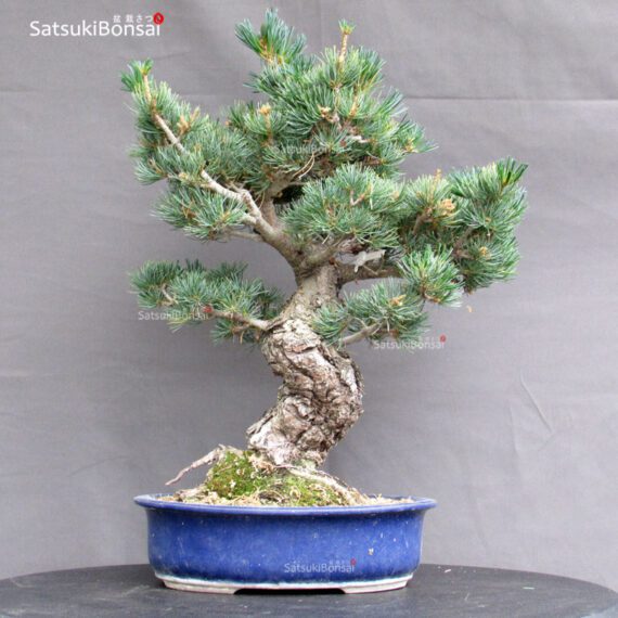 Pinus Pentaphylla Parviflora - Goyomatsu - immagine 3