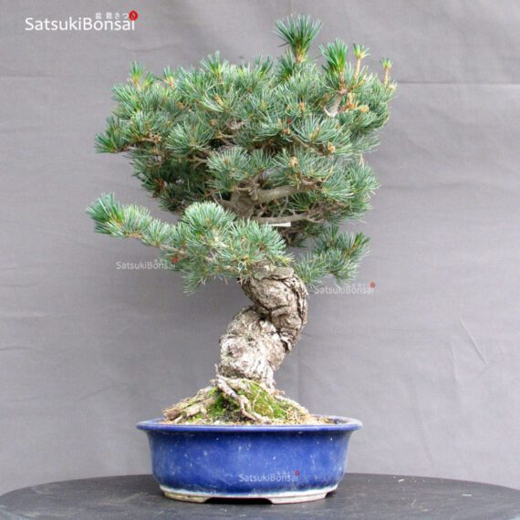 Pinus Pentaphylla Parviflora - Goyomatsu - immagine 4