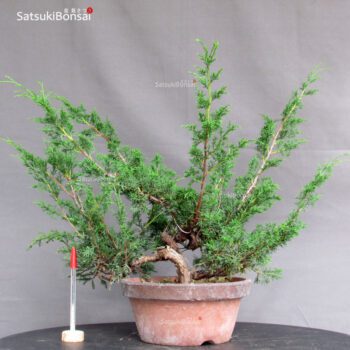 Juniperus Chinensis Itoigawa