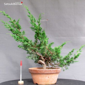 Juniperus Chinensis Itoigawa