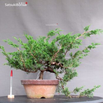 Juniperus Chinensis Itoigawa