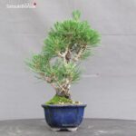 Pinus Thunbergii Kuromatsu Corticosa - immagine 2