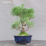 Pinus Thunbergii Kuromatsu Corticosa - immagine 3