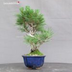 Pinus Thunbergii Kuromatsu Corticosa - immagine 4