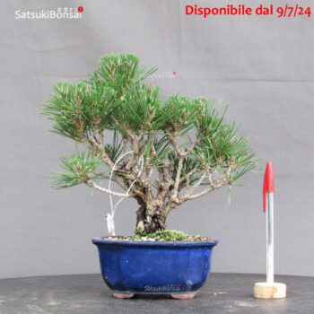 Pinus Thunbergii Kuromatsu Corticosa