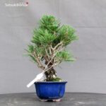 Pinus Thunbergii Kuromatsu Corticosa - immagine 2