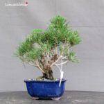 Pinus Thunbergii Kuromatsu Corticosa - immagine 3