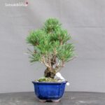 Pinus Thunbergii Kuromatsu Corticosa - immagine 4