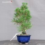 Pinus Thunbergii Kuromatsu Corticosa - immagine 2