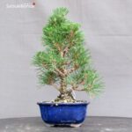 Pinus Thunbergii Kuromatsu Corticosa - immagine 3