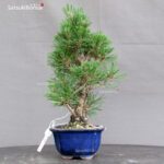 Pinus Thunbergii Kuromatsu Corticosa - immagine 4