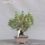 Pinus Thunbergii Kuromatsu Kotobuki Senjumaru - immagine 4
