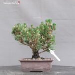 Pinus Thunbergii Kuromatsu Kotobuki Senjumaru - immagine 3