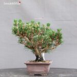 Pinus Thunbergii Kuromatsu Kotobuki Senjumaru - immagine 2