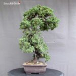 Juniperus Rigida var. Yatsubusa- Tosho - immagine 2
