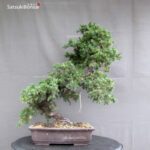 Juniperus Rigida var. Yatsubusa- Tosho - immagine 3