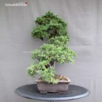 Juniperus Rigida var. Yatsubusa- Tosho - immagine 4