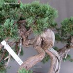 Juniperus Chinensis Hokkaido - immagine 10