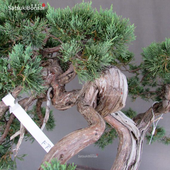 Juniperus Chinensis Hokkaido - immagine 10