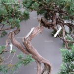 Juniperus Chinensis Hokkaido - immagine 11