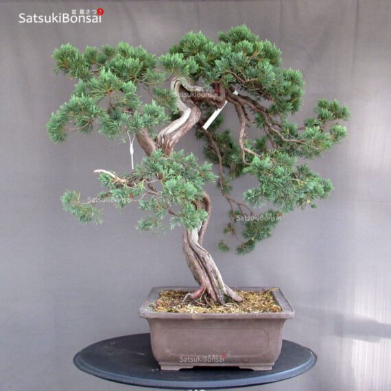 Juniperus Chinensis Hokkaido - immagine 2
