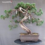 Juniperus Chinensis Hokkaido - immagine 3