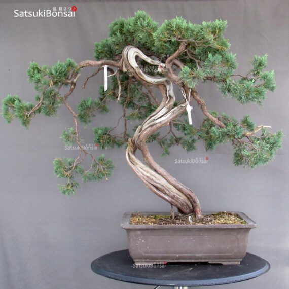 Juniperus Chinensis Hokkaido - immagine 3