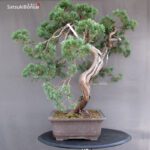 Juniperus Chinensis Hokkaido - immagine 4