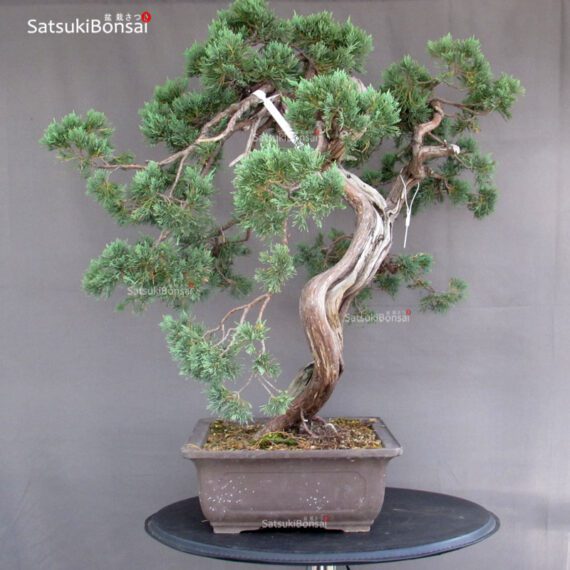 Juniperus Chinensis Hokkaido - immagine 4