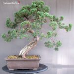Juniperus Chinensis Hokkaido - immagine 5
