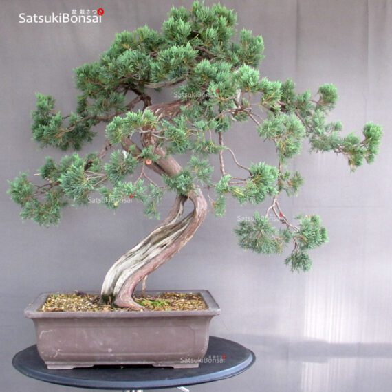 Juniperus Chinensis Hokkaido - immagine 5